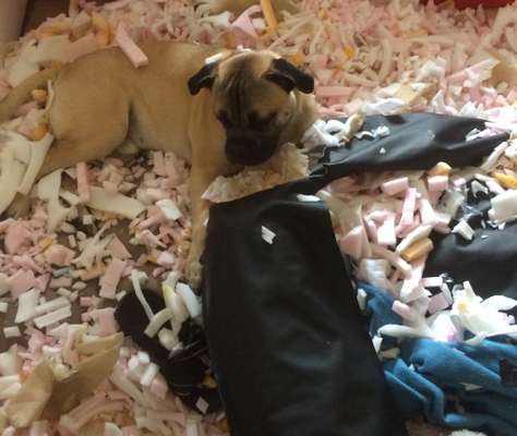 Zeig mir, dass du mit einem hund zusammenlebst....-Beitrag-Bild