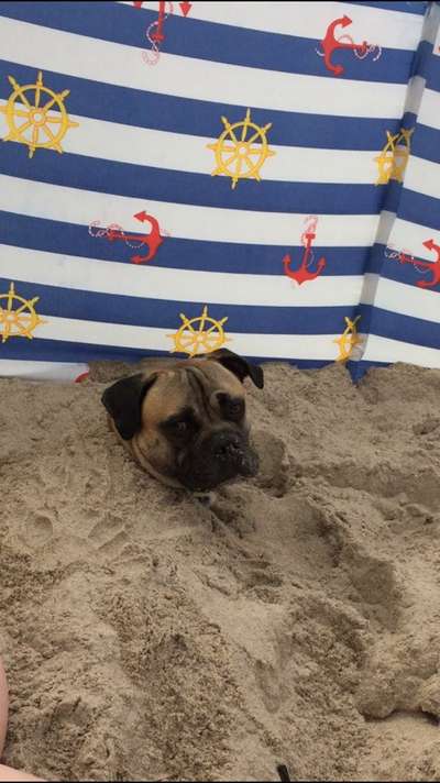Hunde im Urlaub-Beitrag-Bild