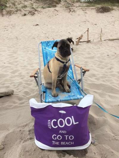 Dein Hund im Dogorama-Kalender 2021-Beitrag-Bild