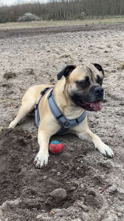 Olde English Bulldogge-Beitrag-Bild