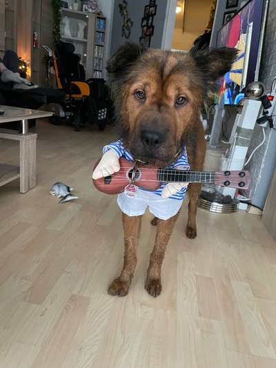 Hunde Memes-Beitrag-Bild