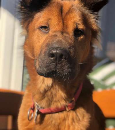 Foto's und Hundemodels-Beitrag-Bild