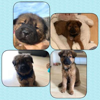 Welpen Bilder !-Beitrag-Bild