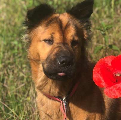 Shar Pei Mischlinge-Beitrag-Bild