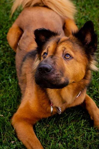 Foto's und Hundemodels-Beitrag-Bild