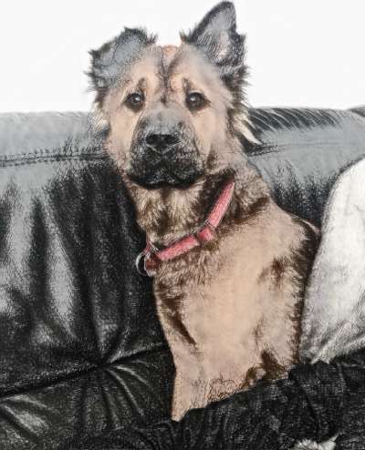 Der Hund als Cartoon-Beitrag-Bild