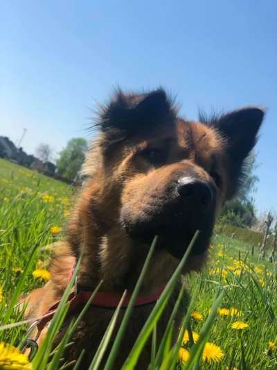 Challenge 23 : "  Euer Hund beim Frühlingserwachen "-Beitrag-Bild