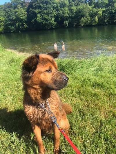 Hunde im Urlaub-Beitrag-Bild