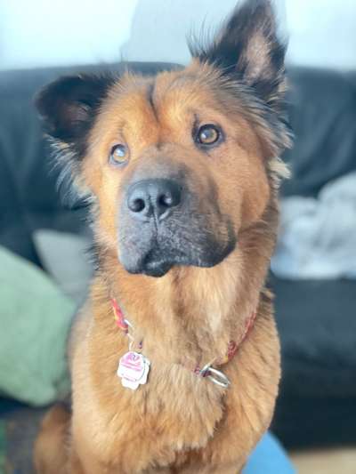 Shar Pei Mischlinge-Beitrag-Bild