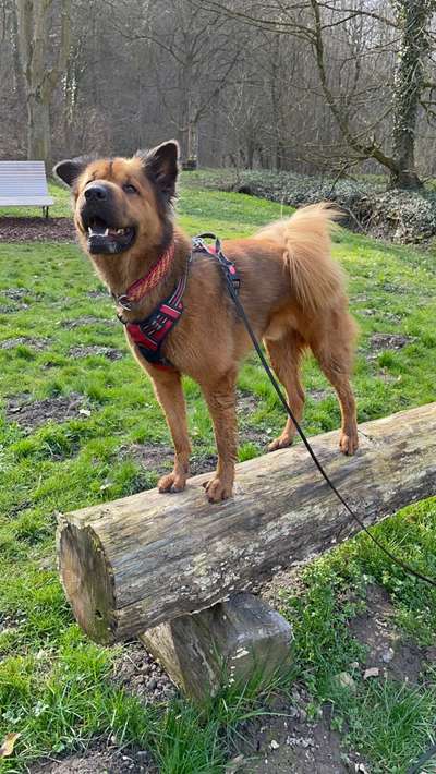 Fotochallenge No. 26                                     Wald und Wiese-Beitrag-Bild