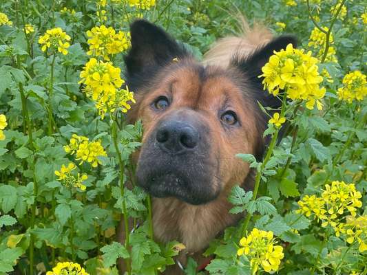 Fotochallange 63: "Dein blühendes Hündchen"-Beitrag-Bild
