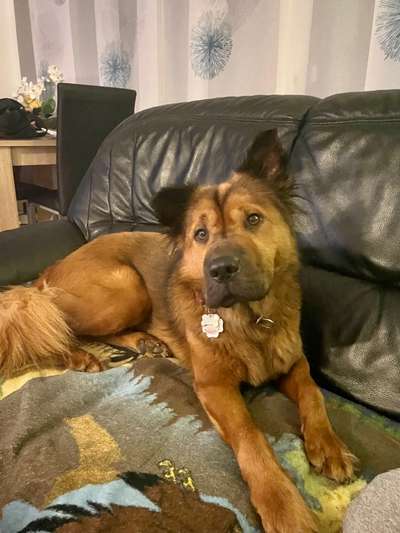 Mischlingshunde Foto Aufruf-Beitrag-Bild