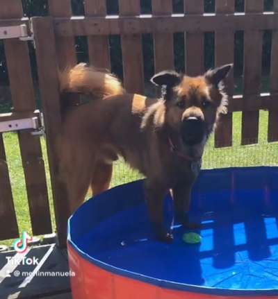 Dogorama-Monats-Challenge-Mai "Wasser"-Beitrag-Bild