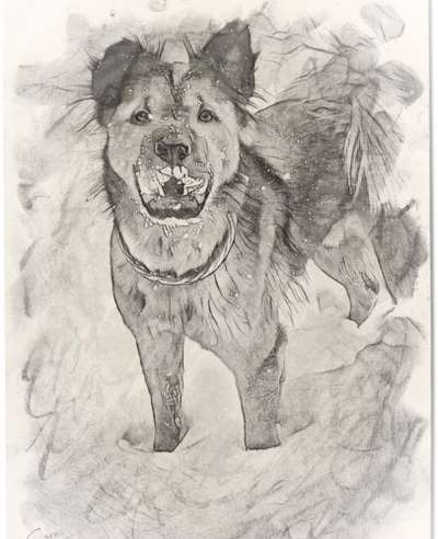 Der Hund als Cartoon-Beitrag-Bild