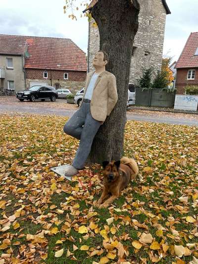 Dogorama Photo Challenge - Gassipause-Beitrag-Bild