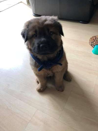 Als Welpen sind sie alle noch süßer-Beitrag-Bild