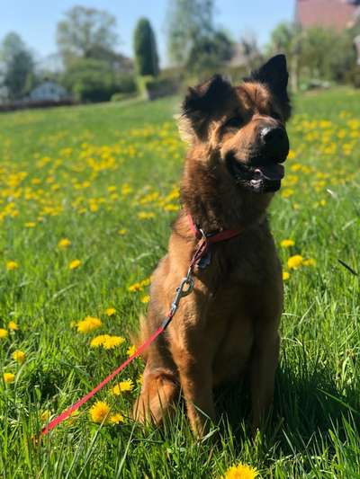 Die Dogorama Kalender Challenge Teil 3/4-Beitrag-Bild