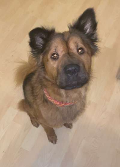 CHALLENGE NR. 19 - Der Hundeblick-Beitrag-Bild