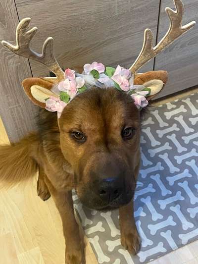 Zeige das lustigste Bild eures Hundis-Beitrag-Bild