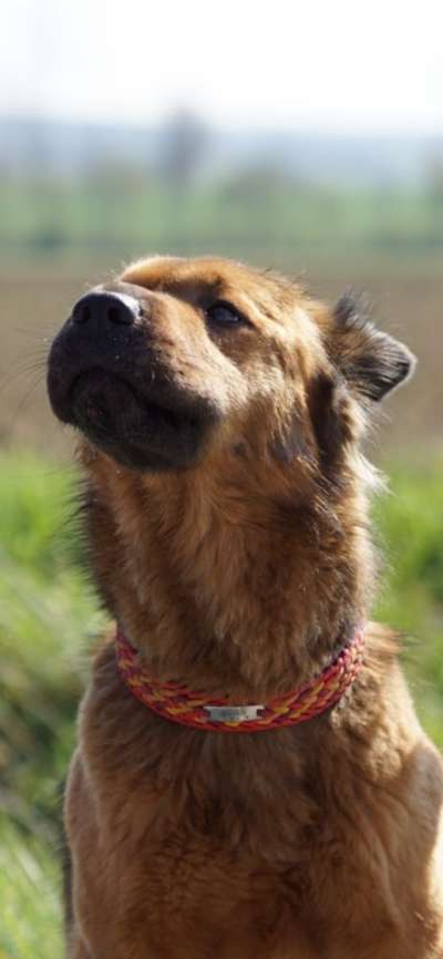 Dogorama Photo Challenge - Hundeblick zum hinschmelzen-Beitrag-Bild