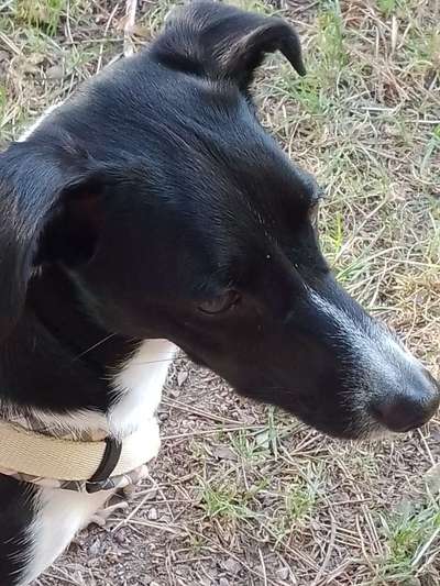 Auslandstierschutz-Beitrag-Bild