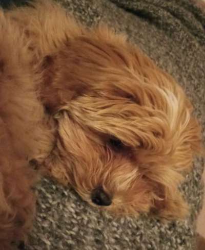 Hundetreffen-Welpentreffen Unterrath-Bild