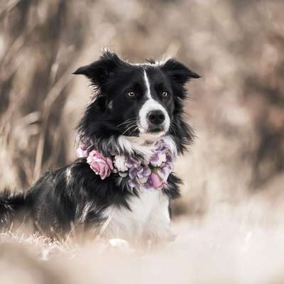 Hundetreffen-Hundetreffen