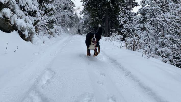 Berner Sennen-Beitrag-Bild