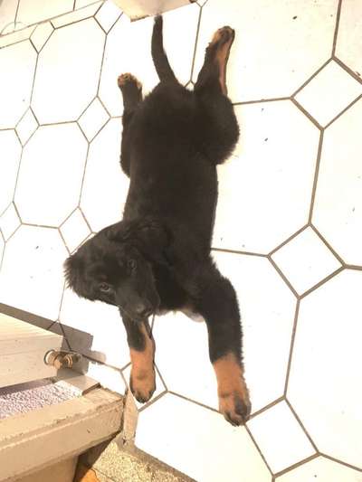 Welpenfotos-Beitrag-Bild