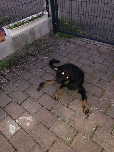 Die besten Hundeblicke 🐾❤️-Beitrag-Bild