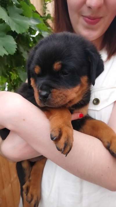 Welpenfotos-Beitrag-Bild