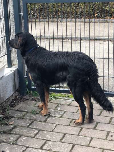 Welpenfotos-Beitrag-Bild