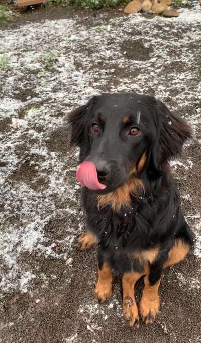 Dogorama Photo Challenge - Hundeblick zum hinschmelzen-Beitrag-Bild