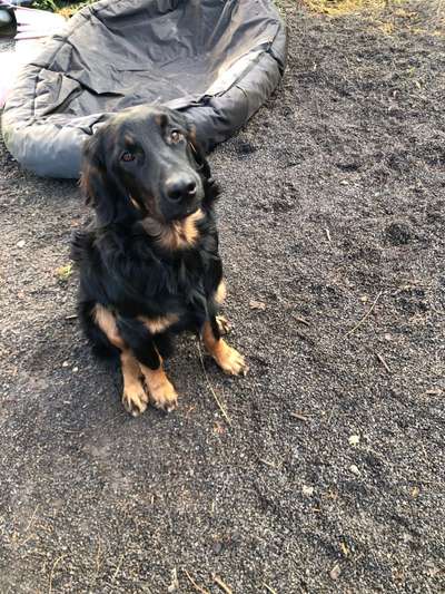 Hovawart-Beitrag-Bild