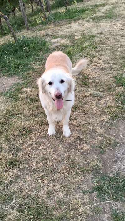 Wo sind die Golden Retriever Liebhaber?-Beitrag-Bild