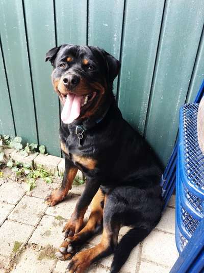 Rottweiler-Beitrag-Bild