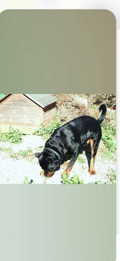 Welpenfotos-Beitrag-Bild