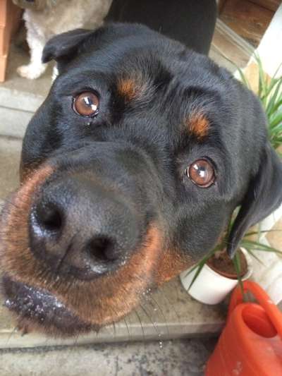 Die besten Hundeblicke 🐾❤️-Beitrag-Bild