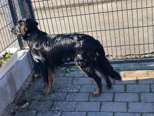 Zeigt her eure Junghunde :)-Beitrag-Bild