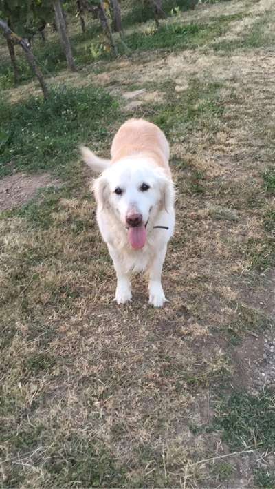 Wo sind die Golden Retriever Liebhaber?-Beitrag-Bild