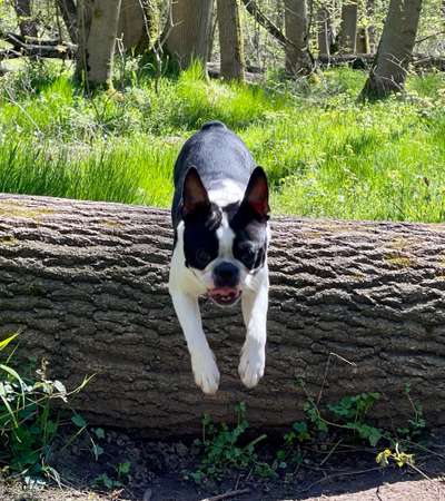 Boston Terrier Liebhaber❤️-Beitrag-Bild