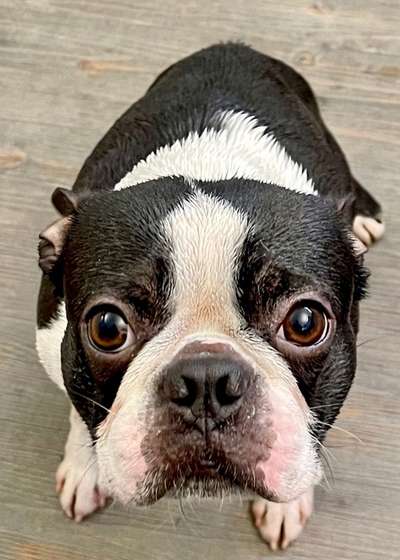 Zeigt mir die tollste Nahaufnahme von eurer Fellnase-Beitrag-Bild