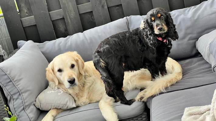 Hundetreffen-Hunderunde in Leegebruch-Bild