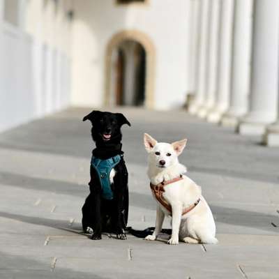 Hundetreffen-Feste Hundefreundschaften gesucht-Bild