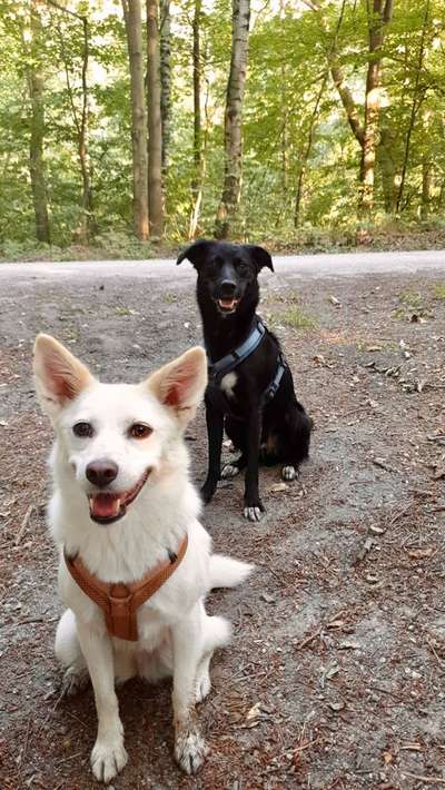 Auslandstierschutz-Beitrag-Bild