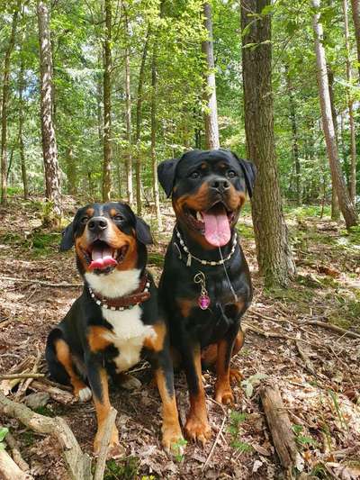 Dogorama Photo Challenge - Gegensätze-Beitrag-Bild