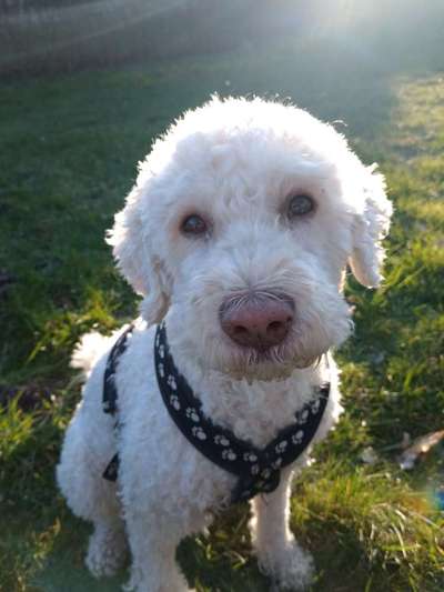 Lagotto Romagnolo Besitzer-Beitrag-Bild