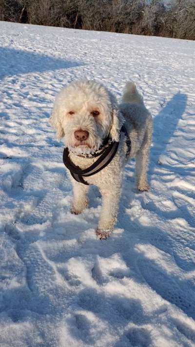 Lagotto Romagnolo Besitzer-Beitrag-Bild