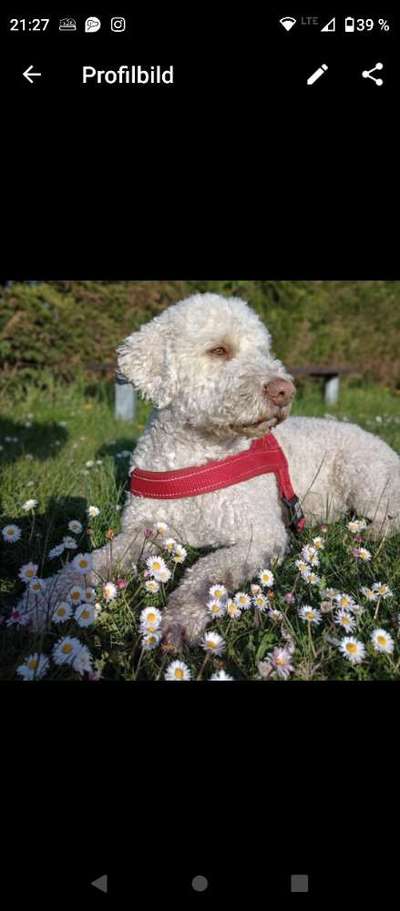 Ohrhaare zupfen beim Pudel-Beitrag-Bild