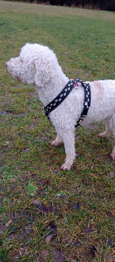 Lagotto Romagnolo Besitzer-Beitrag-Bild